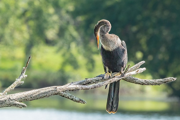 Wilde Lake Anhingas-8