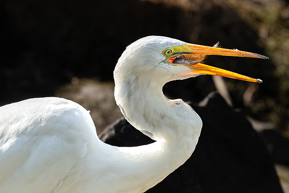 Great Egret Portraits II-17