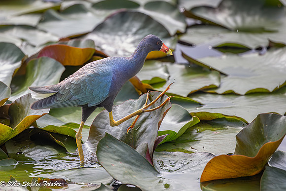 Purple Gallinule-7