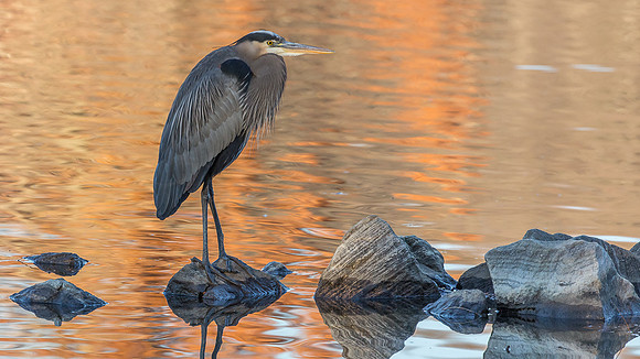 Great Blue Heron at Dusk-3