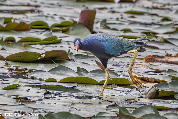 Purple Gallinule-2