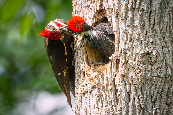 Pileated Woodpeckers 23May2024-3