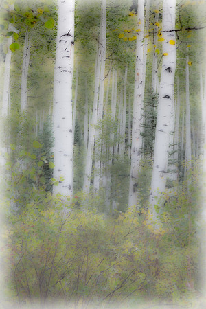 Colorado, Aspen, "West Elk Mountains", mountains, fall, "fall color", trees, stream