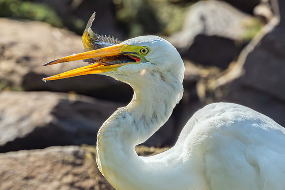 Great Egret Portraits II-22