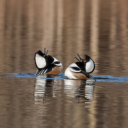 Hooded Mergansers Courtship Dance