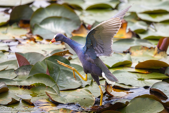 Purple Gallinule-3