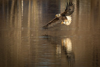 Columbia, "Wilde Lake", "bald eagle", eagle, "lake,", raptor