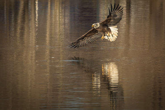 Columbia, "Wilde Lake", "bald eagle", eagle, "lake,", raptor