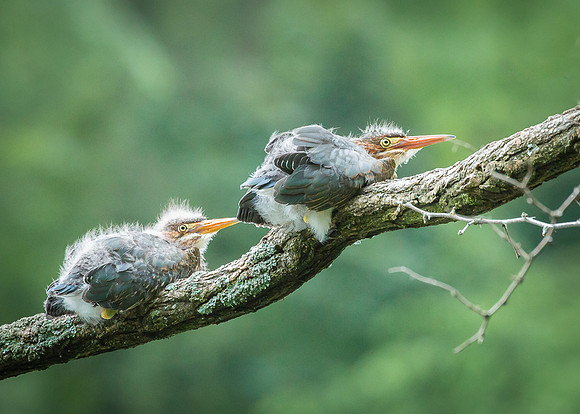 Juvenile Green Heron Portraits III-21