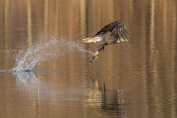 Columbia, "Wilde Lake", "bald eagle", eagle, "lake,", raptor