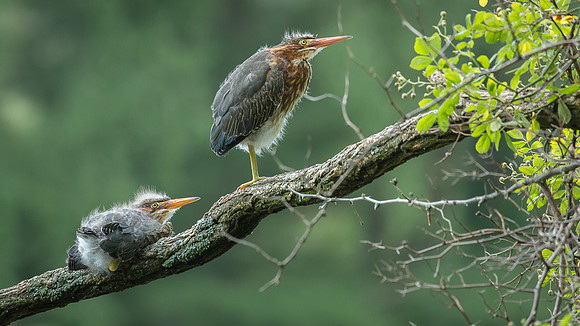 Juvenile Green Heron Portraits III-19