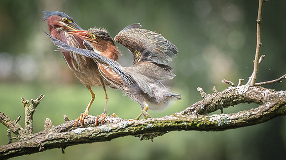 Juvenile Green Heron Portraits III-7