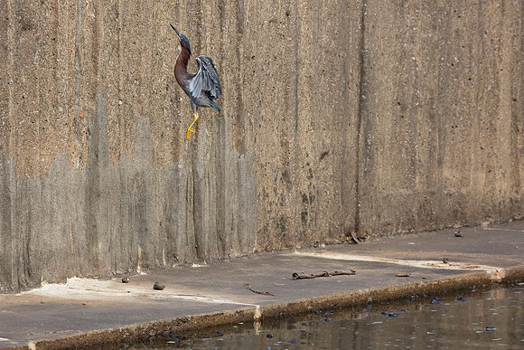 Green Heron & Chicks 01August2022-2