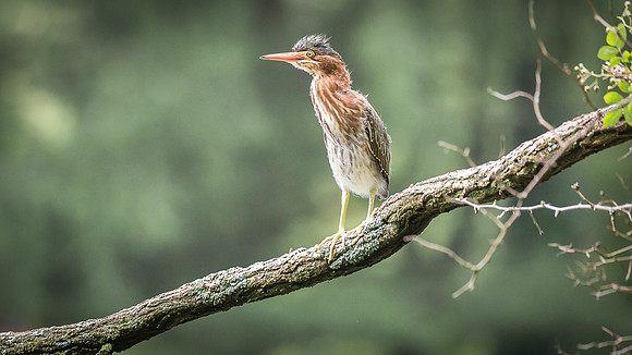 Juvenile Green Heron Portraits III-4