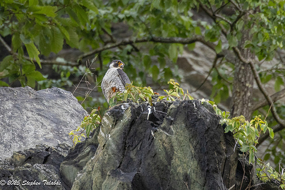 Point of Rocks Peregrine Falcons-1