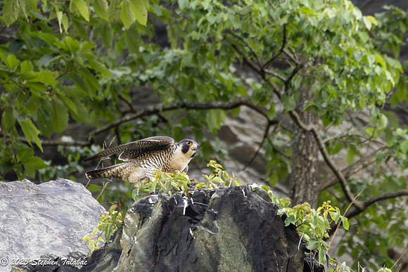 Point of Rocks Peregrine Falcons-19