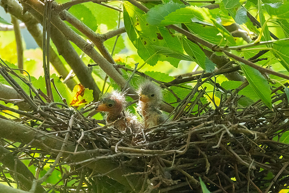 Green Heron & Chicks 28July2022-7