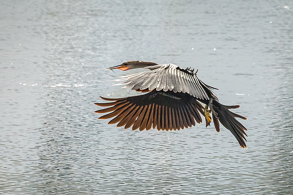 Wilde Lake Anhingas-17