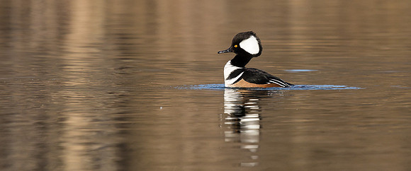 Hooded Mergansers Courtship Dance