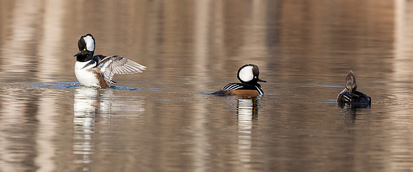 Hooded Mergansers Courtship Dance