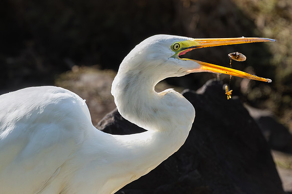 Great Egret Portraits II-14