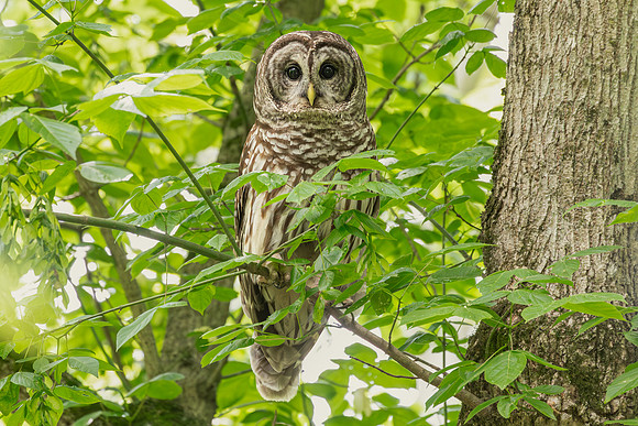 Barred Owls 23May2024-3