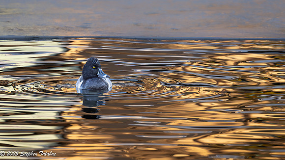 Ring-necked duck Golden Hour-5