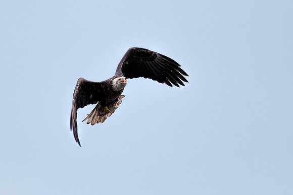 20131019 [C] Conowingo MD Dam 088-Edit