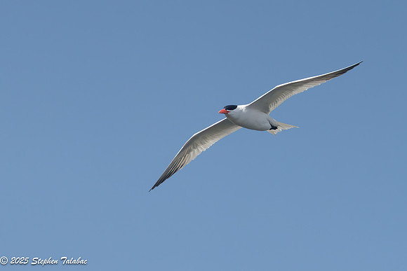Wilde Lake Birds-in-Flight-16