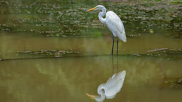 Great Egret - 19August2024-23