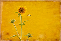 swallowtail,"tiger swallowtail", butterfly, insect, "yellow butterfly"