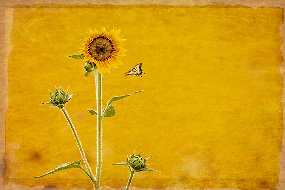 swallowtail,"tiger swallowtail", butterfly, insect, "yellow butterfly"