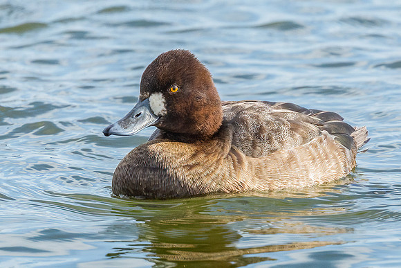 Cambridge & Blackwater NWR II-2 Lesser Scaup (female)
