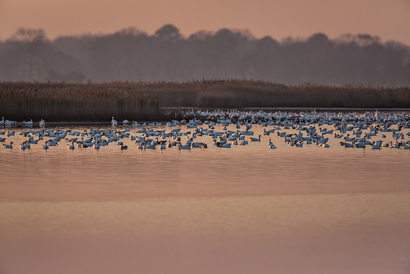 "Snow Geese", "Broadkill Beach", geese, "lift off"