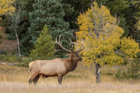 Elk, RMPN, "Rocky Mountain National Park, rut, bull, "Horseshoe Park", "West Horseshoe Park", Colorado, antlers, autumn, fall, calf, cow, wildllife