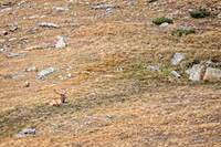Elk, RMPN, "Rocky Mountain National Park, rut, bull, "Horseshoe Park", "West Horseshoe Park", Colorado, antlers, autumn, fall, calf, cow, wildllife