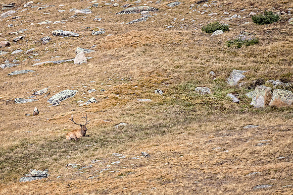 Elk, RMPN, "Rocky Mountain National Park, rut, bull, "Horseshoe Park", "West Horseshoe Park", Colorado, antlers, autumn, fall, calf, cow, wildllife