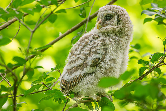 Barred Owls 23May2024-8