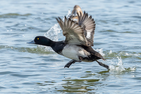 Cambridge & Blackwater NWR II-8 Lesser Scaup (male)