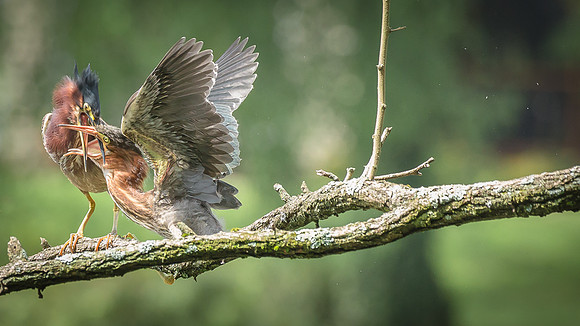 Juvenile Green Heron Portraits III-6