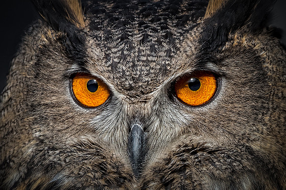 Conowingo, Susquehanna, eagle, raptor, owl hawk, "eurasian eagle owl"