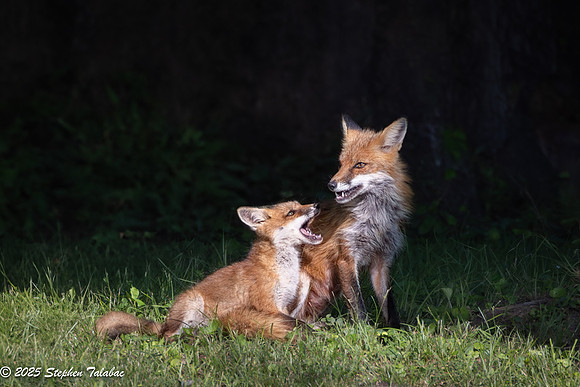 Fox Kit Portraits-15