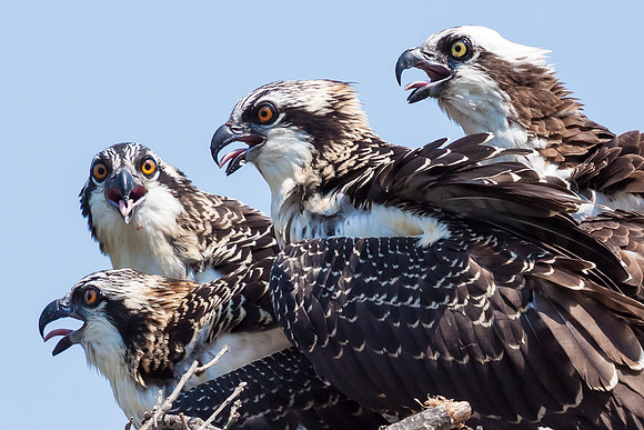 DNR Photo Contest "Mom the Protector"