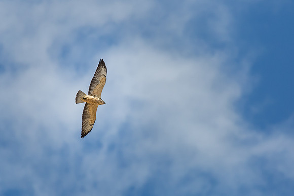 "Prairie Dog", "Rocky Mountain Arsenal", NWR, "National Wildlife Refuge", Denver, Colorado, "Commerce City", wildlife, hawk, raptor