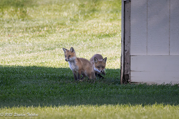 Fox Kit Portraits-34