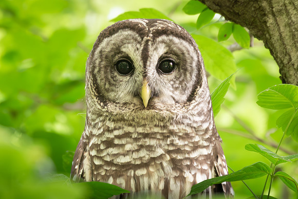Barred Owls 23May2024-10