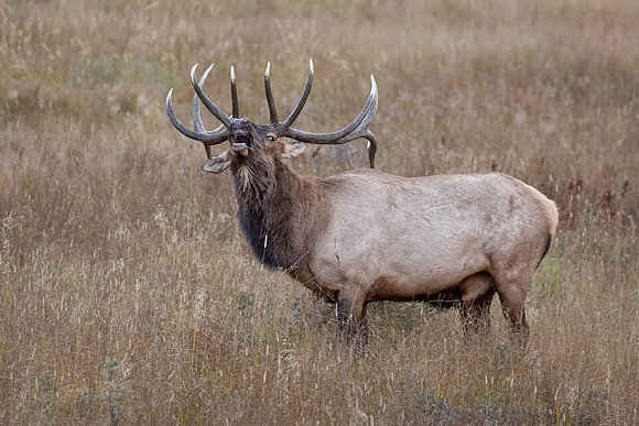 Elk, RMPN, "Rocky Mountain National Park, rut, bull, "Horseshoe Park", "West Horseshoe Park", Colorado, antlers, autumn, fall, calf, cow, wildllife