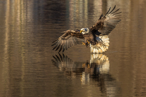 Columbia, "Wilde Lake", "bald eagle", eagle, "lake,", raptor