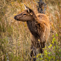 Elk, RMPN, "Rocky Mountain National Park, rut, bull, "Horseshoe Park", "West Horseshoe Park", Colorado, antlers, autumn, fall, calf, cow, wildllife