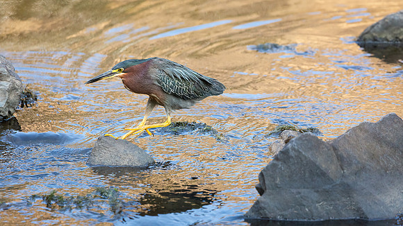 Green Heron in Golden Light-10